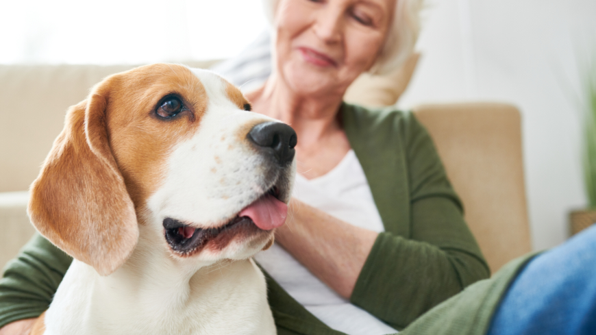 Ensamstående hundägare som haft hjärtinfarkt hade 33 procent lägre risk att dö i efterföljden till sjukdomen. Foto: Shutterstock